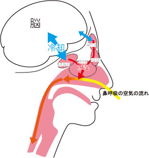 画像｜鼻呼吸の空気の流れ